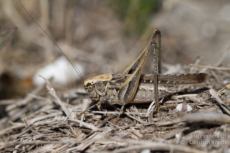 Beissschrecke Platycleis sabulosa ♂ - FR, Port-Saint-Louis-du-Rhône, 09.07.2014