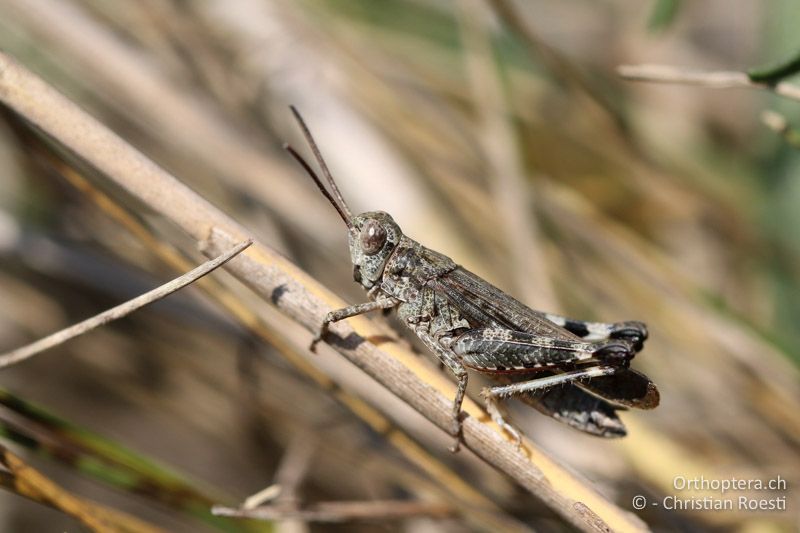 Epacromius coerulipes ♂ - AT, Burgenland, Oggau am Neusiedlersee, 15.09.2016