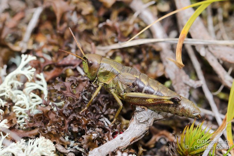 Podismopsis styriaca ♀ - AT, Kärnten, Reichenfels, 16.09.2016