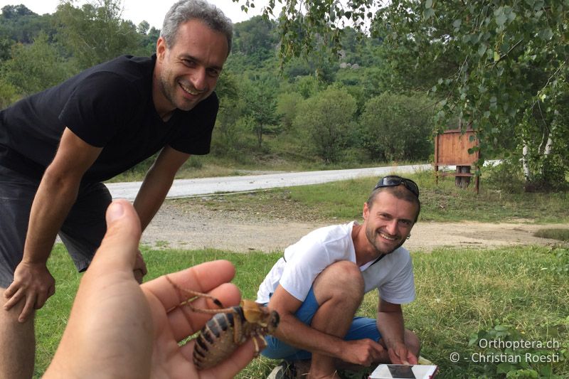 Dragan und Florin mit Bradyporus macrogaster (von Dragan mitgebracht) - BG, Pasardschik, Streltscha, 10.07.2018