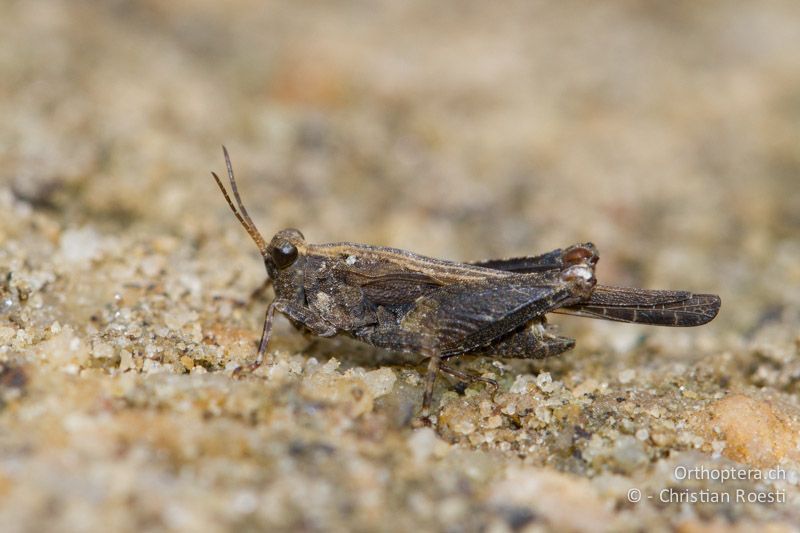 Tetrix ceperoi ♂ - GR, Zentralmakedonien, Dojransee, 09.07.2013