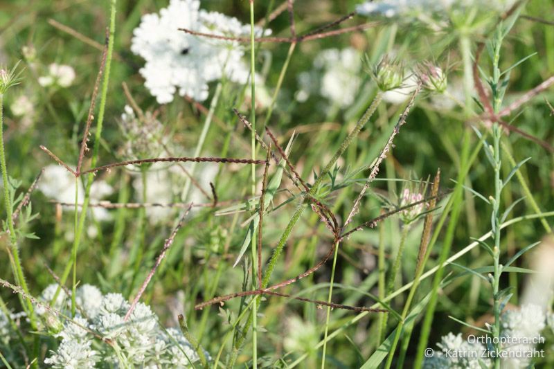 Gewöhnliche Nasenschrecke (Acrida ungarica), Nymphe