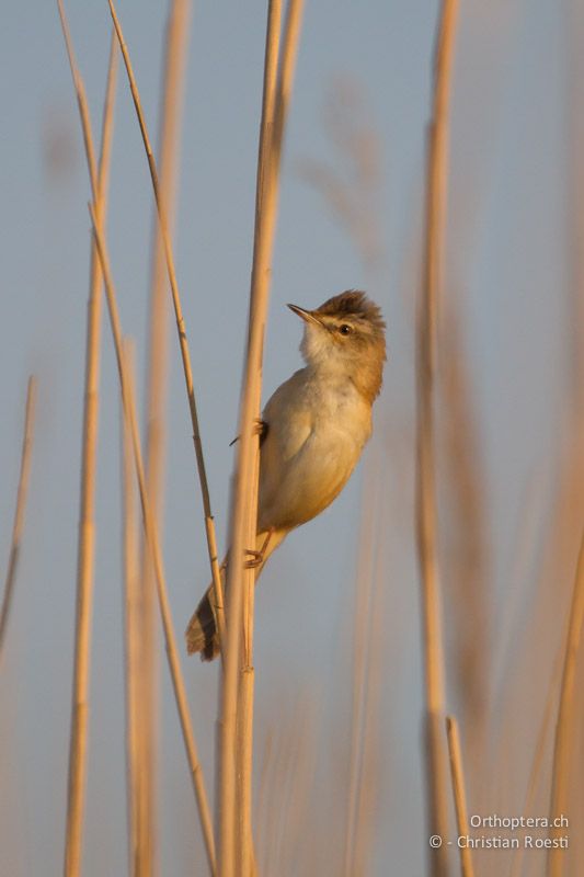 Feldrohrsänger (Paddyfield Warbler, Acrocephalus agricola). Durankulak, 29.04.2012