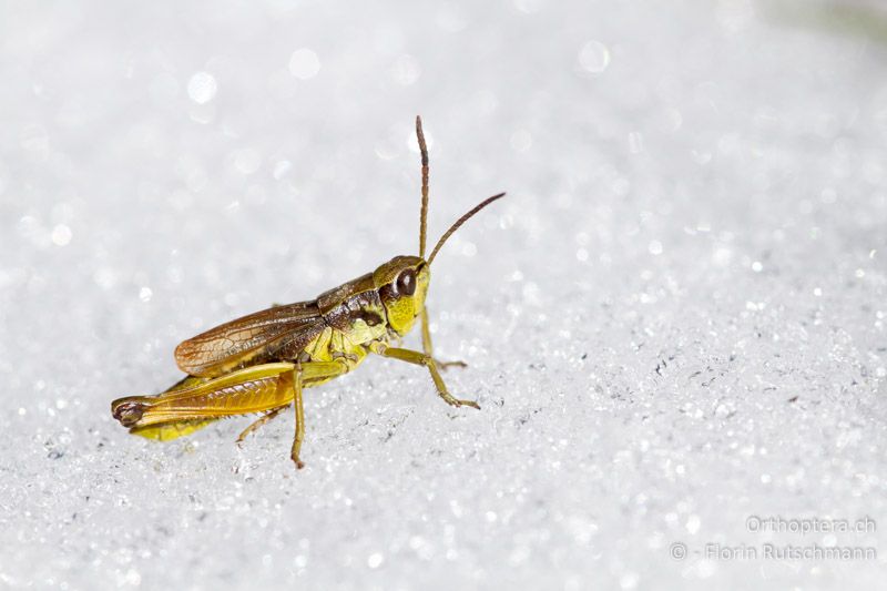 Podismopsis keisti ♂ im Schnee - CH, SG, Chäserrugg, 28.08.2011