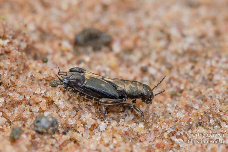 Grabschrecke (Tridactylidae) - SA, Limpopo, Mutale, Pafuri River Camp, 02.01.2015