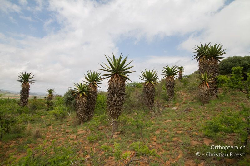 Aloe sp. Wald - SA, Limpopo, Polokwane, 08.01.2015