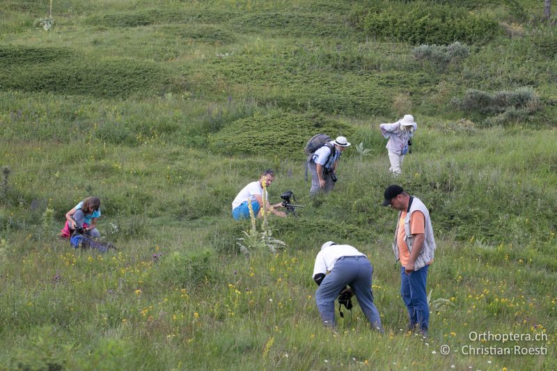 Auf der Suche nach Isophya leonorae, Psorodonotus fieberi und Pholidoptera rhodopensis - BG, Blagoewgrad, Bergwiese bei Pass nach Pirin, 12.07.2018