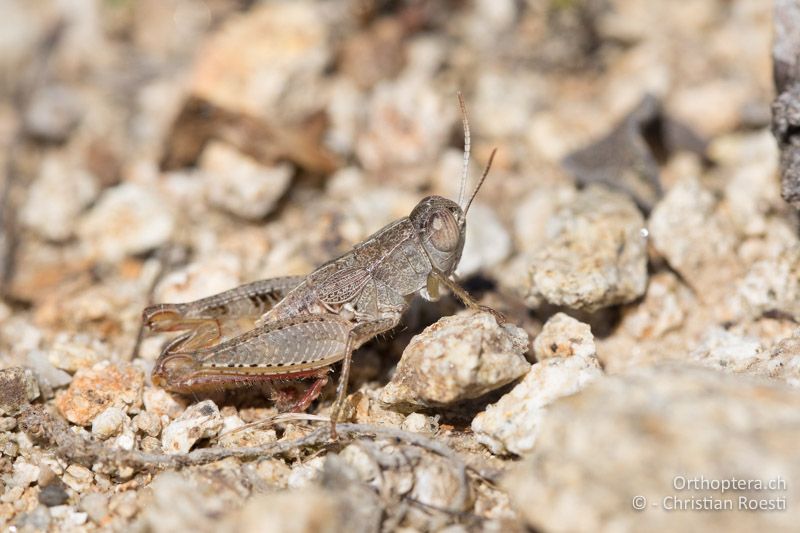 Paracaloptenus caloptenoides ♂ - BG, Haskowo, Madzharovo, 07.07.2019