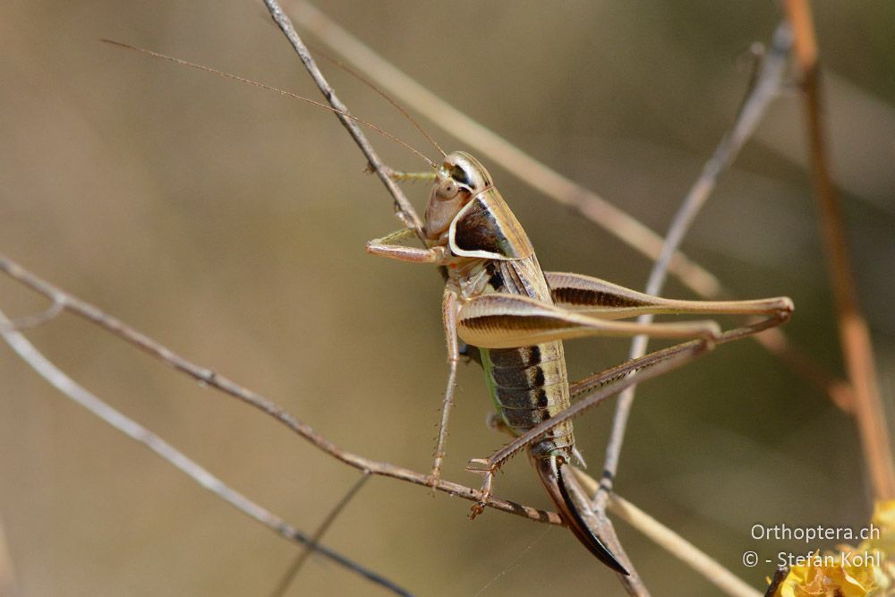 Playtcleis (Modestana) modesta ♀ - HR, Istrien, Bokordići, 19.07.2015