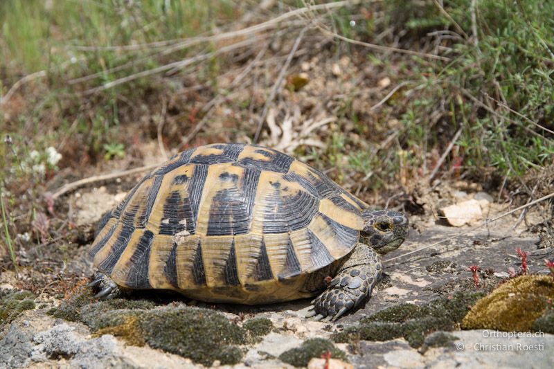 Die Maurische Landschildkröte (Testudo graeca) kann man besonders in den Vormittagsstunden noch öfters beobachten. Jerusaliovo, 25.04.2012