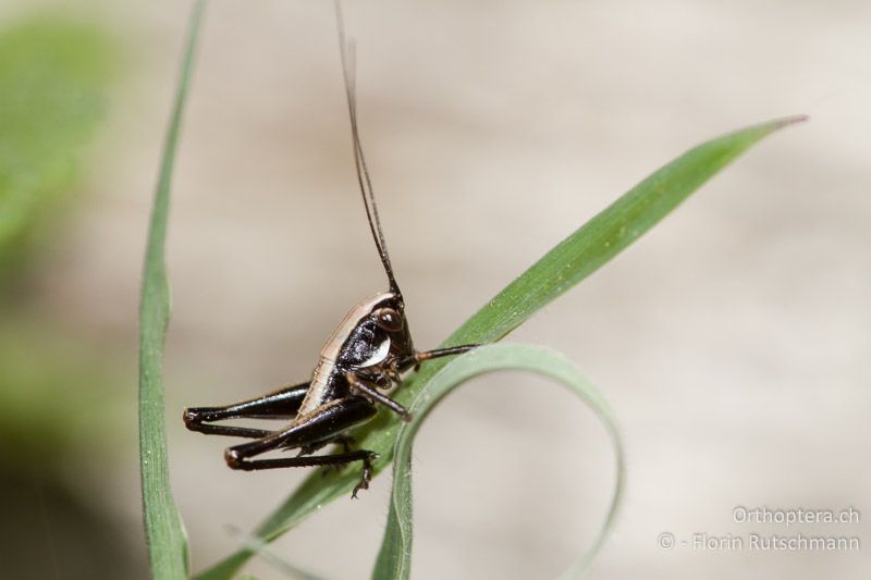 Ca. 3. Larvenstadium von Pholidoptera fallax - CH, TI, Mugena, 17.05.2012