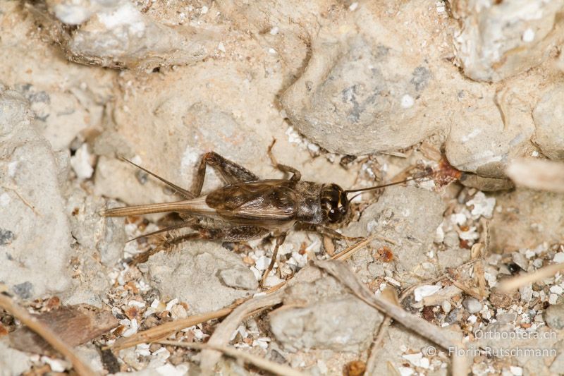 Eumodicogryllus bordigalensis ♂ mit Hinterflügeln - GR, Zentralmakedonien, Methoni, 17.07.2012