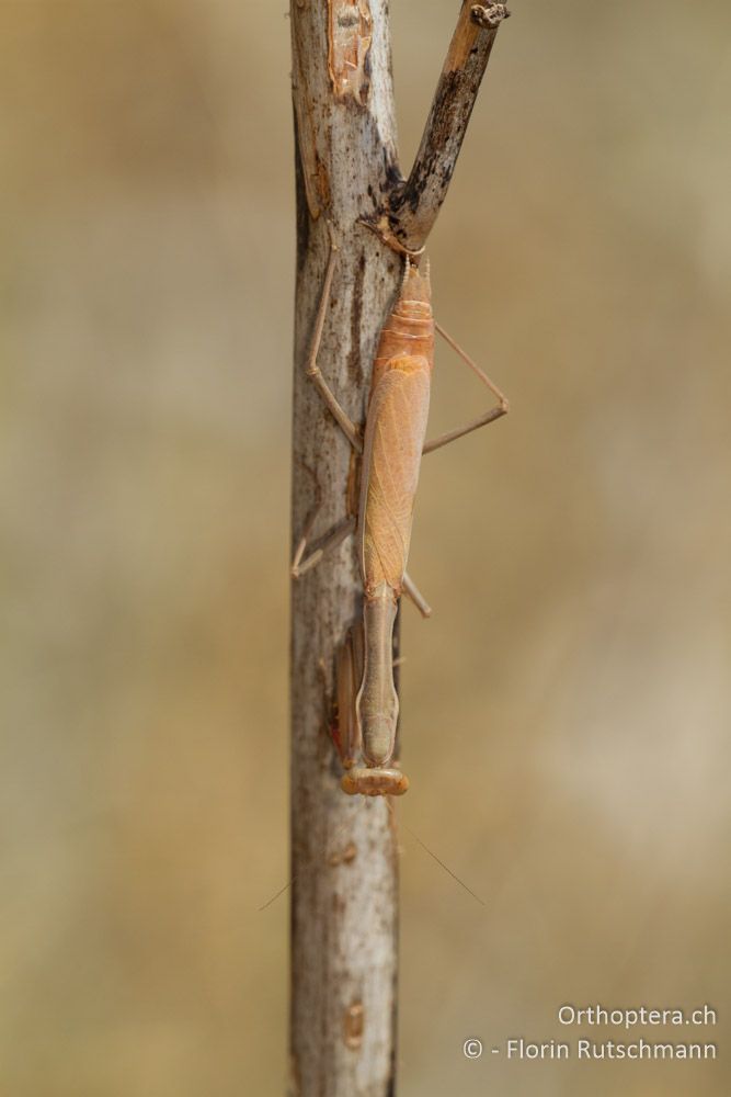 Gottesanbeterin Iris oratoria - Alistrati, 27.07.2012