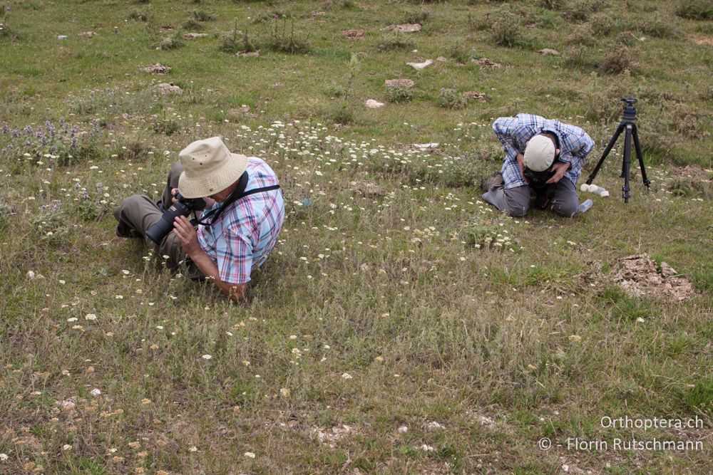 Warum müssen die Viecher nur immer auf dem Boden rum krabbeln - GR, Ostmakedonien, Mt. Pangeon, 06.07.2013