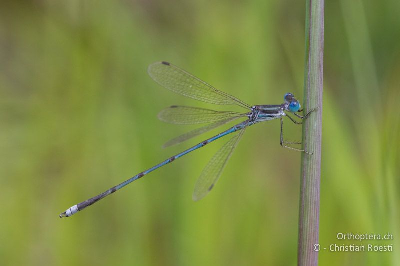 Lestes cf. plagiatus, Common Spreadwing - SA, Limpopo, Nylsvlei Nature Reserve, Dinonyane Lodge, 31.12.2014