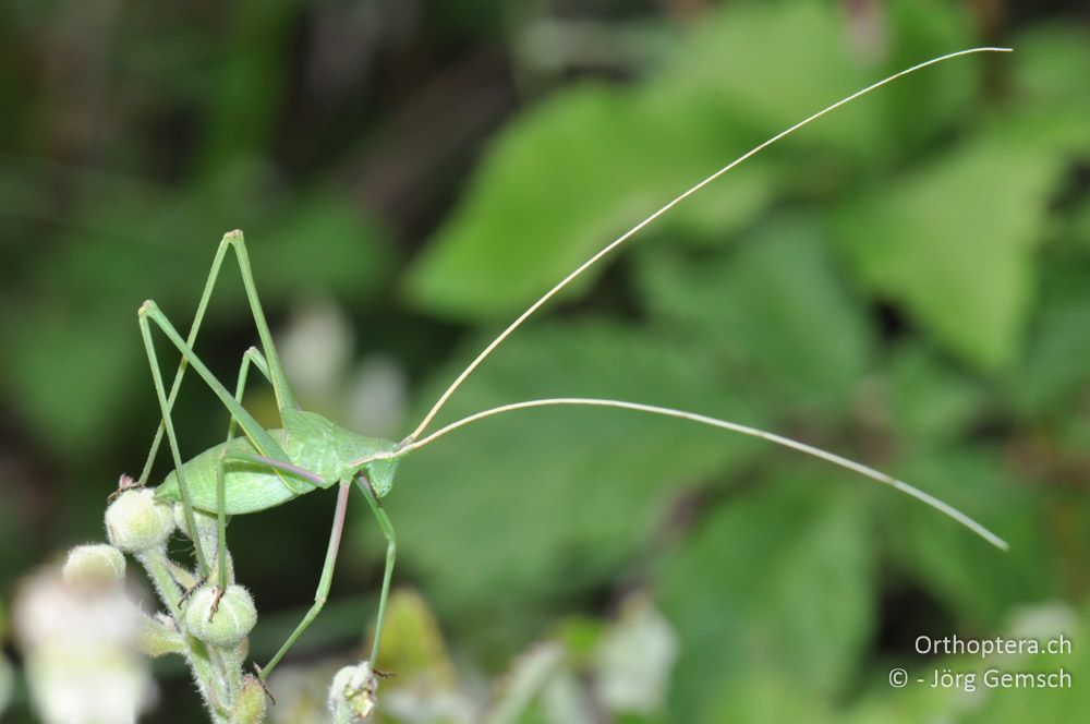 Acrometopa macropoda-Larve - HR, Istrien, Svetvinčenat, 19.06.2016