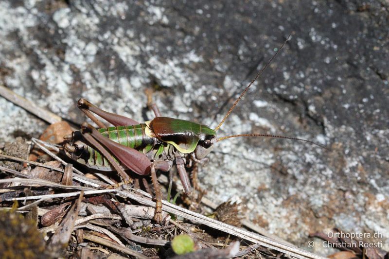 Anonconotus italoaustriacus ♂ - AT, Kärnten, Grossglockner Nationalpark, Heiligenblut, 21.09.2016