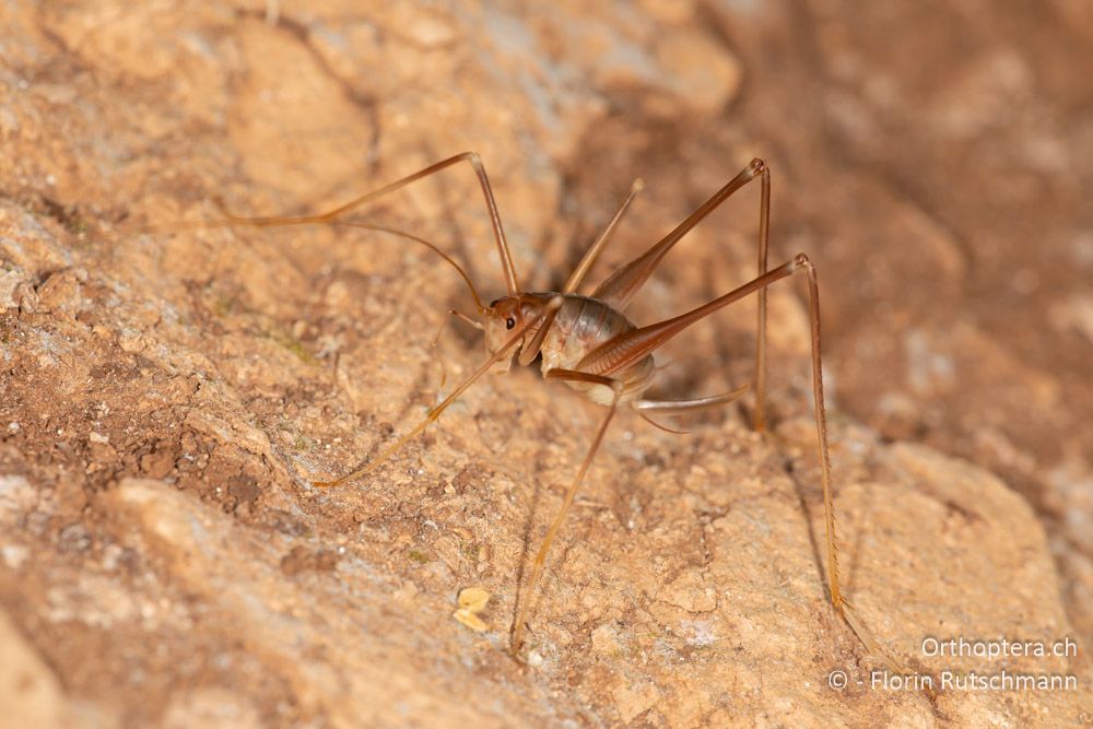 Dolichopoda pavesii ♀ Nymphe - GR, Ionische Inseln, Kefalonia, 13.06.2024