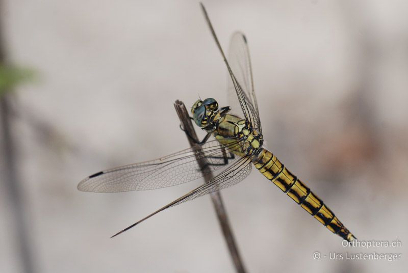 ♀ des Grossen Blaupfeils (Orthetrum cancellatum) - FR, Port-Saint-Louis-du-Rhône, 09.07.2014