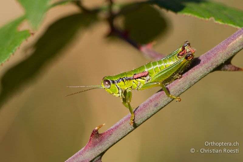 Odontopodisma decipiens insubrica ♂ - CH, TI, Monte im Muggiotal, 04.09.2013