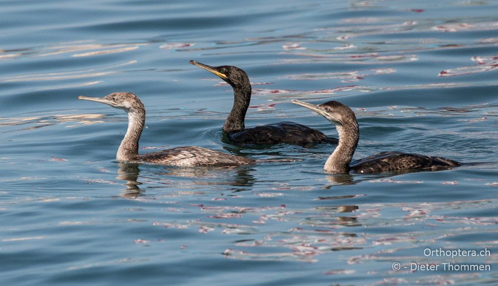 Krähenscharben (Phalacrocorax aristotelis) im Hafen von Pula - HR, Istrien, Pula, 25.07.2015