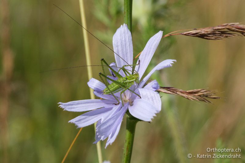 Leptophyes albovittata, männliche Nymphe