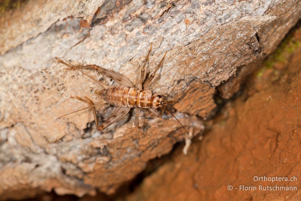 Stumme Grille (Gryllomorpha dalmatina) Männchen - HR, Cres, Beli, 30.07.2014