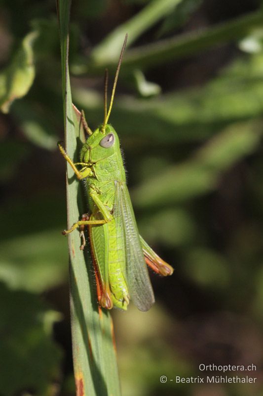 Chorthippus jucundus in den Dünen am Meer - FR, La Grande-Motte, 10.07.2014