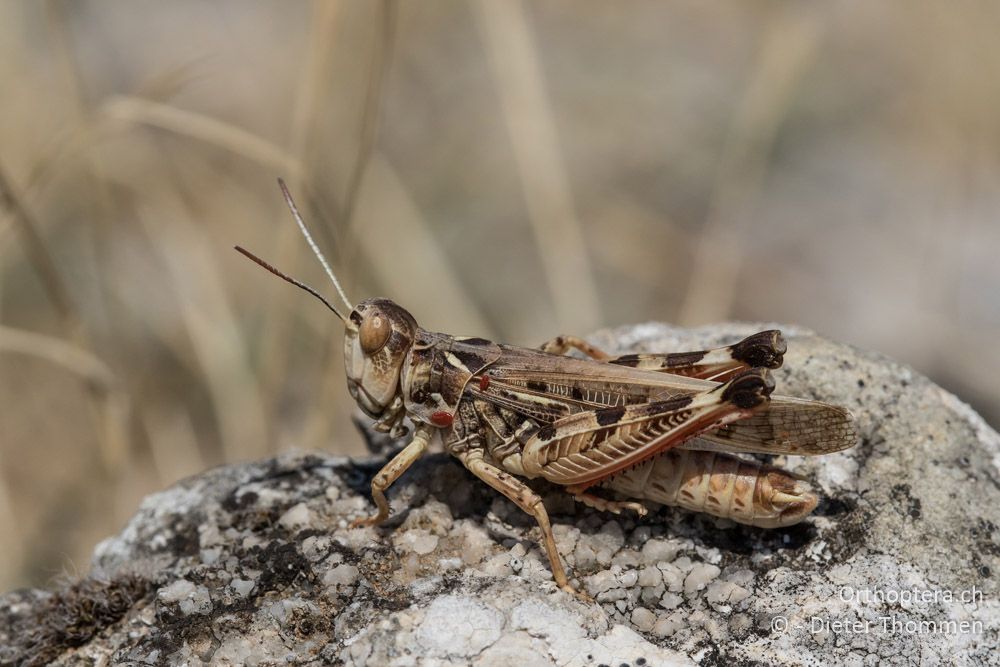 Dociostaurus maroccanus ♂ - HR, Cres, Predošćica, 23.07.2015