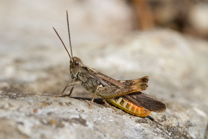 Chorthippus brunneus ♂ - CH, BE, Biel, 09.09.2013