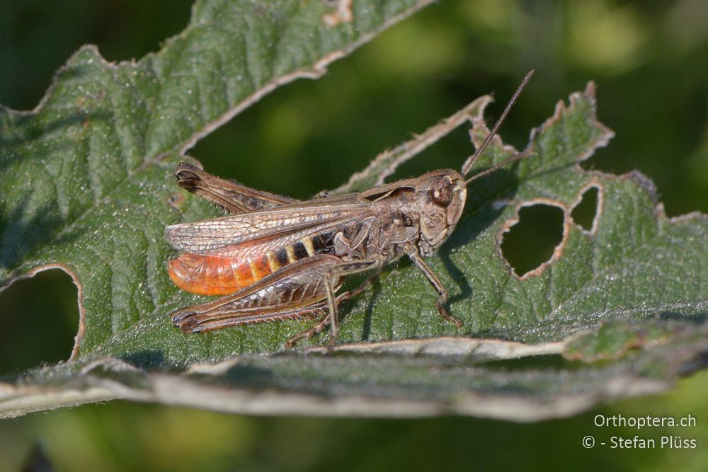 Omocestus haemorrhoidalis ♂ - HR, Istrien, Mala Učka, 20.07.2015