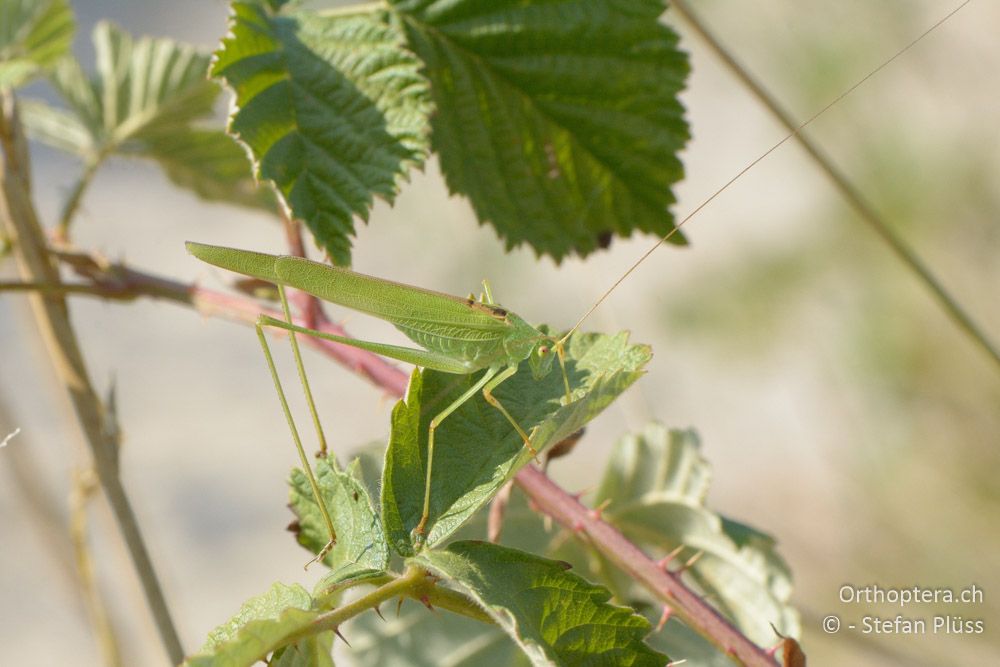 Phaneroptera falcata ♂ - HR, Istrien, Japlenice-Fluss bei Zarecje, 19.07.2015