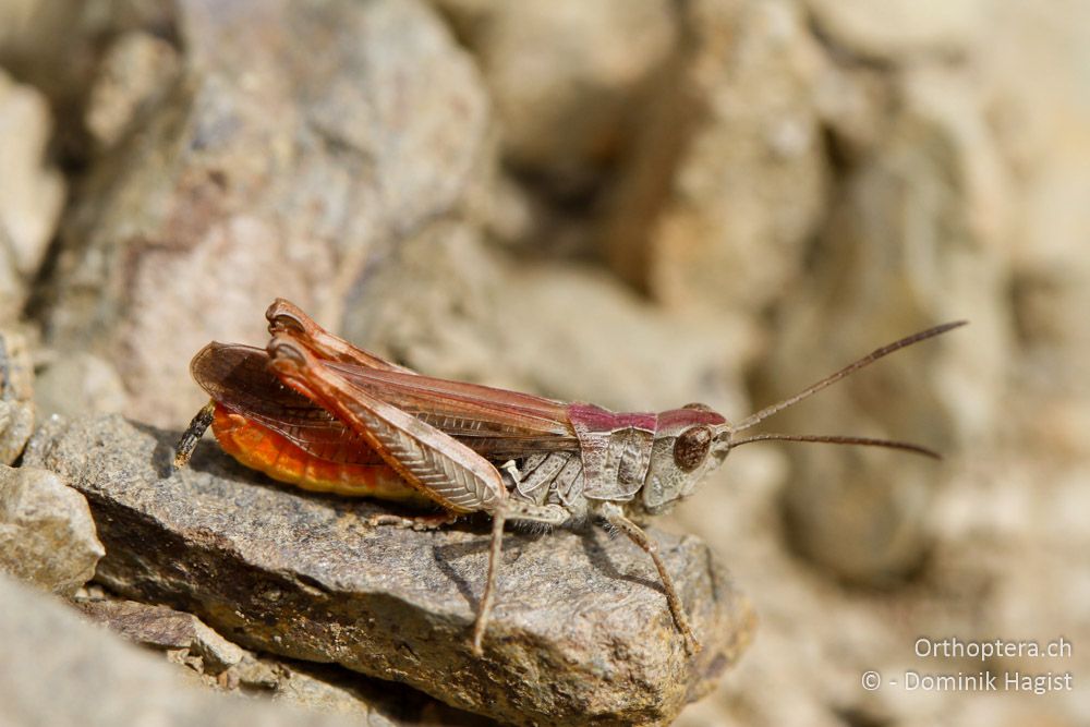 Männchen des Nachtigall-Grashüpfers Chorthippus biguttulus euhedickei - Mt. Smolikas, 20.07.2011