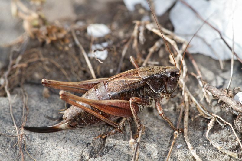 Metrioptera saussuriana ♀ - CH, BE, Zweisimmen, 08.09.2012