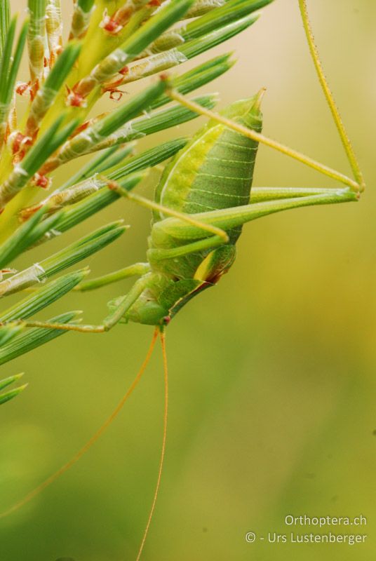 ♂ von Isophya pyrenaea - FR, Mont Ventoux, 04.07.2014