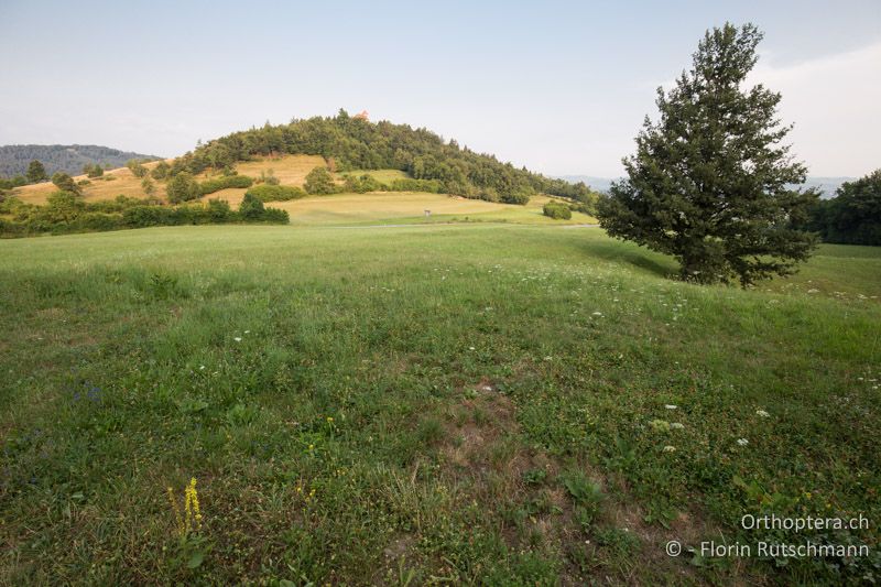 Magerwiese - SLO, Osrednjeslovenska, Podpeč, 18.07.2015