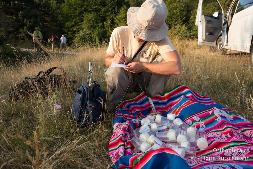 Bestimmungsübung - HR, Istrien, Mala Učka, 20.07.2015