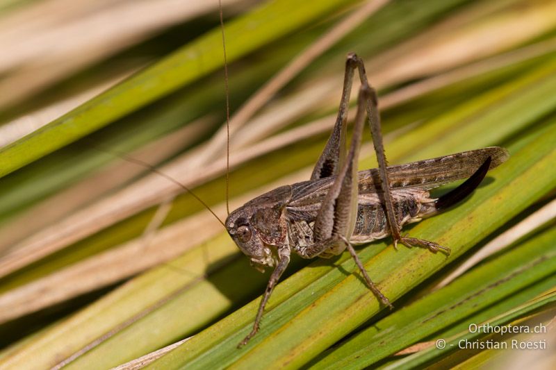 Platycleis grisea ♀ - CH, TI, Monte im Muggiotal, 04.09.2013