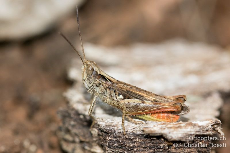 Chorthippus mollis ♂ - HR, Primorsko-goranska županija, Cres, Sveti Petar, 23.07.2015