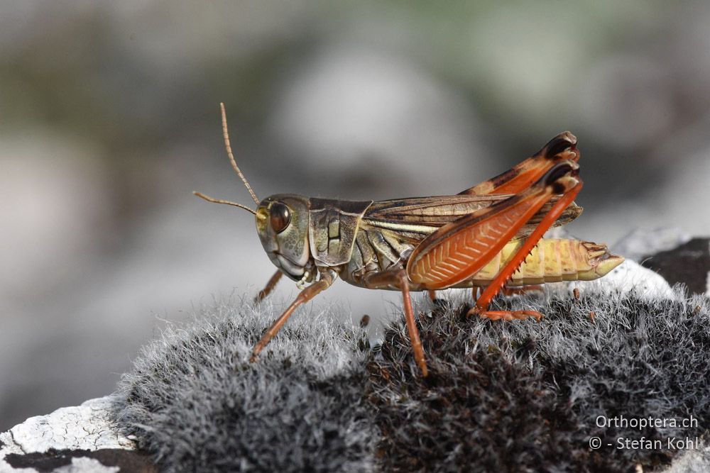 Kleine Höckerschrecke (Arcyptera microptera) ♂ - BG, Chaskowo, Matochina, 09.07.2018