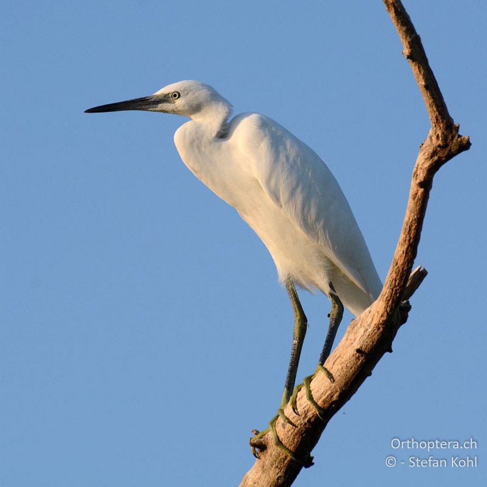 Seidenreiher (Egretta garzetta) - GR, Zentralmakedonien, Kerkini-See, 08.07.2013