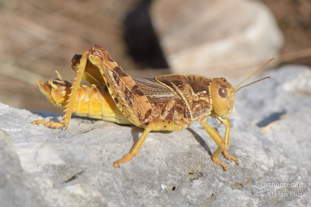 Prionotropis hystrix hystrix ♂ - HR, Istrien, Mala Učka, 21.07.2015