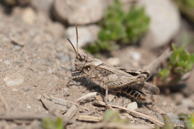 Acrotylus fischeri, Männchen