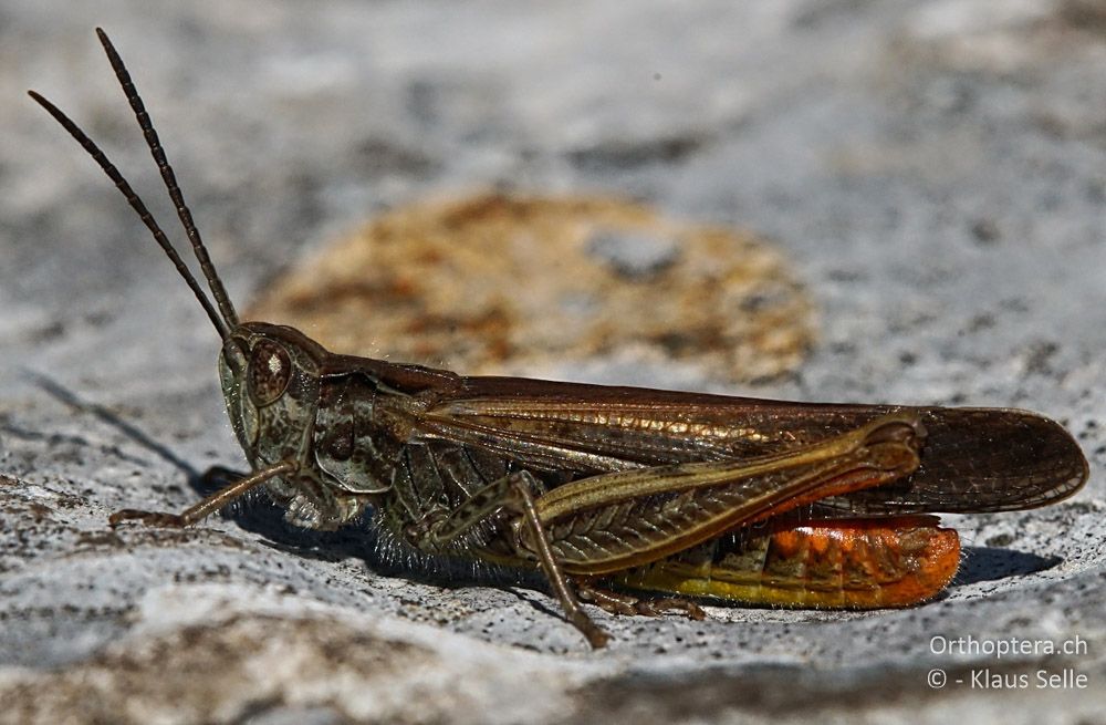 Balkan-Grashüpfer (Chorthippus bornhalmi) ♂ - HR, Istrien, Mela Učka, 22.06.2016