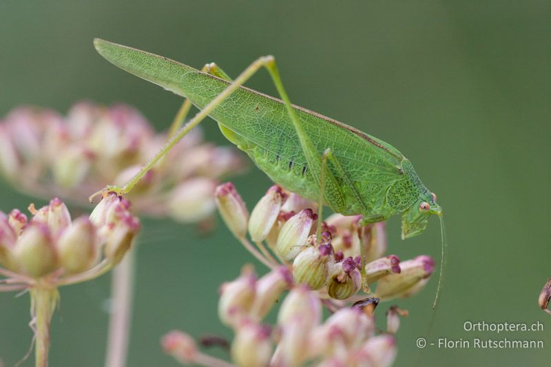 Phaneroptera nana ♀ - AT, Niederösterreich, Braunsberg, 10.09.2008