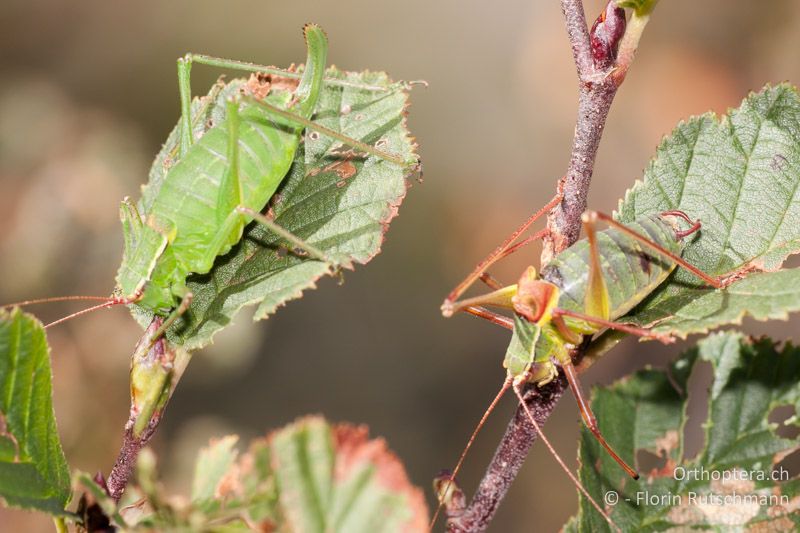 ♀ (links) und singendes ♂ (rechts) von Barbitistes obtusus - CH, TI, Mt. Tamaro, 29.08.2010