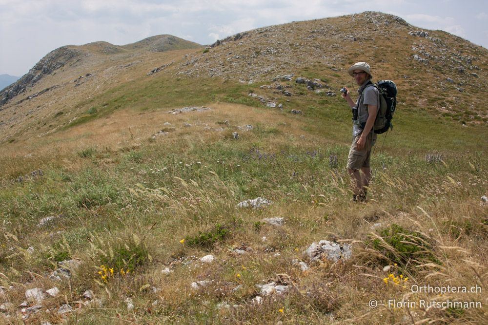 Heuschreckenparadies und Lebensraum von Poecilimon soulion auf dem Weg zum Gipfel - Mt. Tomaros, 13.07.2011