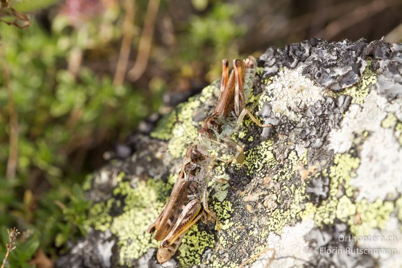 Balz von Gomphocerus sibiricus (♀ unten, ♂ oben) - GR, Westmakedonien, Mt. Varnous, 20.07.2012