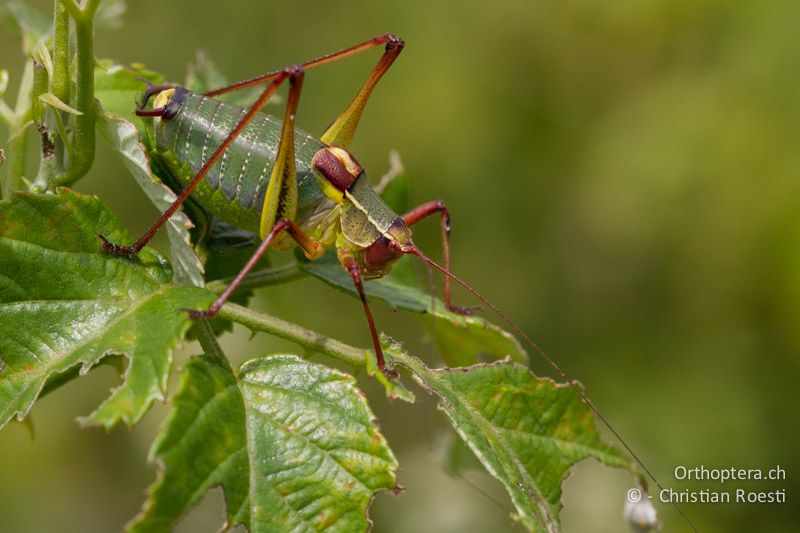 Barbitistes yersini ♂ - HR, Istrien, Kršan, 02.06.2014