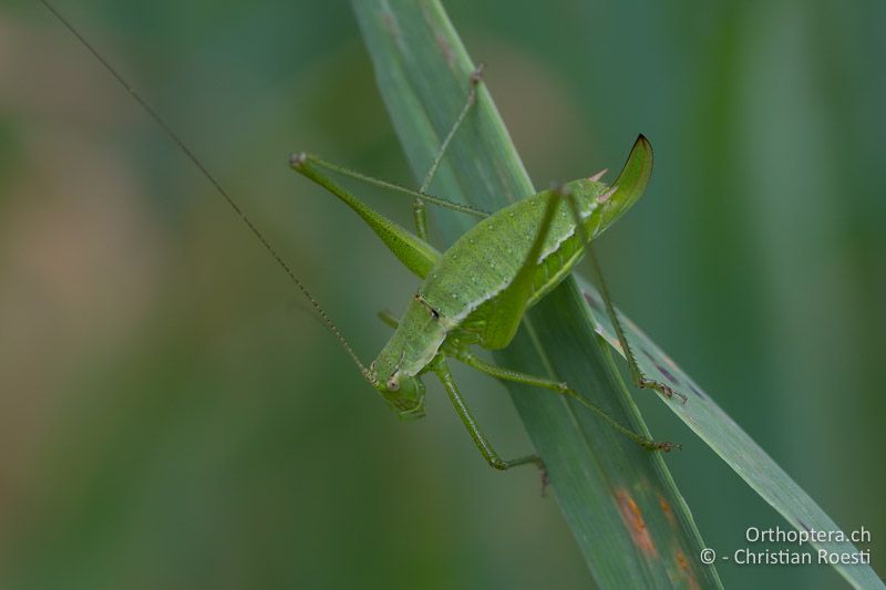 Leptophyes boscii ♀ - HR, Istrien, Vozilići, 13.06.2014